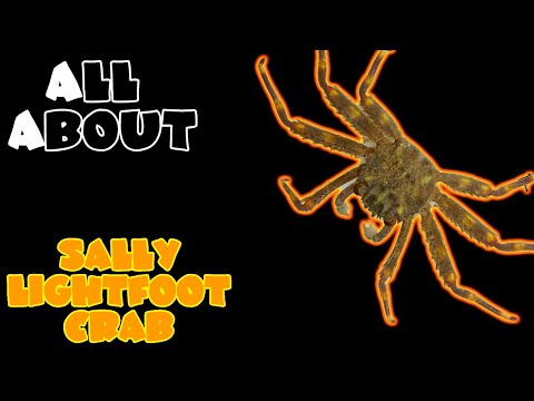 What do Sally Lightfoot crab eat?