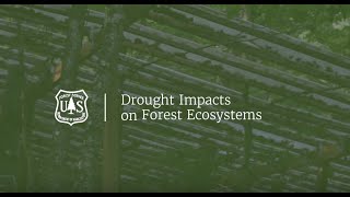 Drought Impacts on Forest Ecosystems
