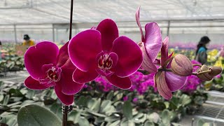 22.03 Tham quan khu vườn hoa lan bí mật tại HN có những gì? Cùng xem hết video nhé mọi người 😍