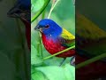 Painted Bunting