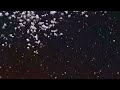 Sabeel ud dumu - nasheed {slowed & reverb}