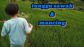 nunggu pari neng sawah,akeh manok empritt||mancing wader sm mbk alif||@AmirNurdin-ox4gr