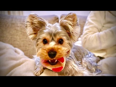 Angry Yorkie Youtube