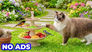 Cat TV 🐾 Playful Squirrels take all the Birds food on The Garden 🐈 Soothing Music for Cats