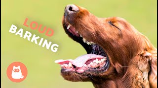 Dogs BARKING LOUD Compilation 🐶🔊 (See How Your DOG REACTS)