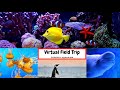 Virtual Field Trip : Georgia Aquarium