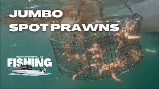 JUMBO Limits of Spot Prawns | Deadly Weapon Fishing