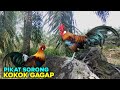 PIKAT AYAM HUTAN KOKOK GAGAP