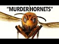 Everything You Need To Know About Murder Hornets In 6 Minutes