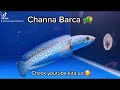 CHANNA BARCA VENUS AQUATICS