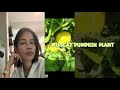 Plants Pal TV is live! MUSCAT PUMPKIN PLANT #trending #plants #gardening