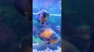 OSCAR FISH-Cichlidae Fam /Longgfin Red Tiger /Lemon Albino/Red Albino Tiger / Red  Velvet /- Oscar🐟