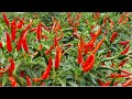 Sili Labuyo Farming Complete Guide from Planting to Harvest