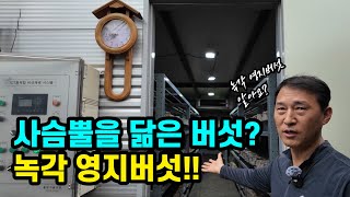 특허 받은 녹각 영지 버섯 농업 비법 대공개! [해솔팜]