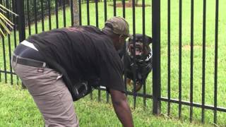 Django Rottweiler Protecting Backyard