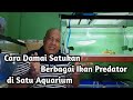 Cara Damai Menyatukan Ikan Predator dalam Satu Aquarium