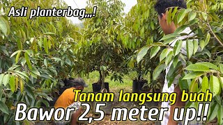 BIBIT DURIAN BAWOR 2-3 meter SUPER RIMBUN asli planterbag