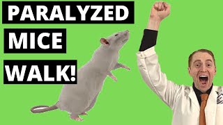 Paralyzed Mice Walk!  [Dr. Samuel Strupp, Bioactive scaffolds]