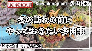 565{多肉植物} 寒さに弱い多肉を寄せていく🔸傷んだ鉢🔸2つを合体！【多肉事】【冬の来る前に】【置き場所確保】【ba多肉】【baチャンネル】【Succulent】