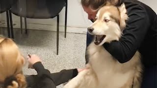 Husky's freaking out when realize he is in the vet 🤣 Funny Dog's Reaction
