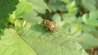 Eristalinus hoverfly