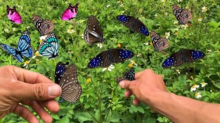 Hunting butterflies, catching butterflies with bare hands to admire, Hunting beautiful butterflies.