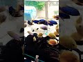 Beautiful African Cichlid fishes, New sea life Aquarium shop. #shorts #cichlidfish #viral #aquarium