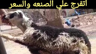 اتفرجو علي حلويات القناوي غنم وخرفان بأجمل الاسعار جمعه مباركه عليكم جميعا ٢٨/ ٢/ ٢٠٢٥م