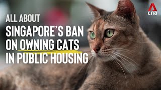 All about the cat ban in Singapore's public housing | CNA Explains