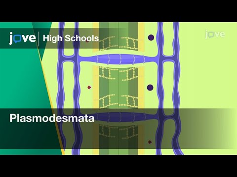 What connects the cytoplasm of plant cells?