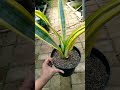 sansevieria assalam #sansevieria #lidahmertua #shorts #tanamanhias