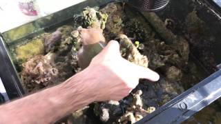 How to perform a tank swap - The Paletta Sun-Lit Tank - americanreef  reefkeeping videos