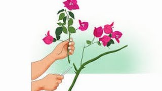How to grow bougainvillea from cutting || how to grow bougainvillea || hindi / urdu How to grow bougainvillea from cutting || how to grow bougainvillea || hindi / urdu