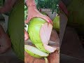 Fantastic skills in cutting coconuts