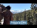 Freyja's cats