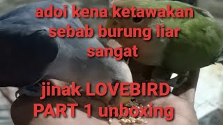 cara menjinakkan burung lovebird liar galak giras gacor Part 1unboxing