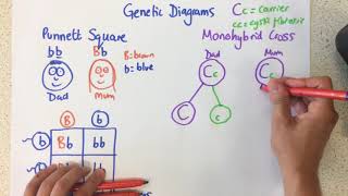Genetic Diagrams - p28-29