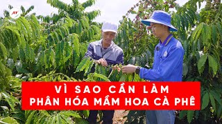 Tập 12: Cây đẹp cao nguyên | VÌ SAO CẦN LÀM PHÂN HÓA MẦM HOA CHO CÂY CÀ PHÊ