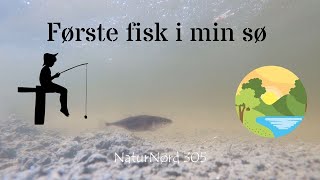 NaturNørd 305. Udsætter fisk i min sø for første gang :-)