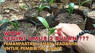 Perawatan Bibit Sawit PPKS 540 Umur 2 Bulan Pemanfaatan Lahan Seadanya Untuk Pembibitan Sawit