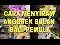 Cara Menyiram Anggrek Bulan (Phalaenopsis) Bagi Pemula