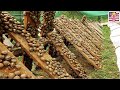 How Do Farmers Raise Millions of Snails? - 🐌 Snail Farm Technology | Processing Factory