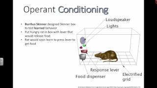 Operant Conditioning (IB Biology)