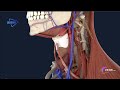 【Regional Anatomy】--Carotid Triangle/【局部解剖学】--颈动脉三角