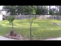 Desert Willow & Plumeria Tree Growth - Time Lapse (140 days - 2021)