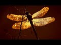 Dragonfly by JD Kerr - Featuring Violinist Louis Caverly