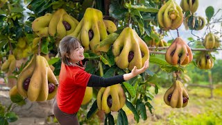 WOMAN Harvesting Pear Hollow - A pear that resembles a devil's eye socket & Cooking | Farm Life