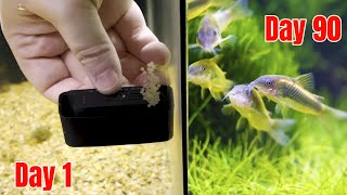 How I Successfully Breed Corydoras Catfish! (Easy Step-by-Step Guide)