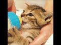 大食いファイターな子猫が自分と同じくらいの哺乳瓶でミルクを飲む【赤ちゃん猫　保護猫】