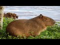 Som de Capivara - Barulho de Capivara